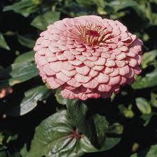 Image result for Zinnia elegans