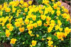 Attēlu rezultāti vaicājumam “Viola x williamsii flower”