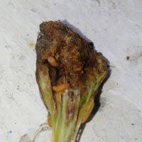 Attēlu rezultāti vaicājumam “Lasioptera rubi larva”