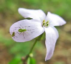 Attēlu rezultāti vaicājumam “Sacchiphantes abietis exuvia”