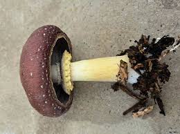 Attēlu rezultāti vaicājumam “Stropharia hornemannii”