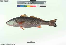 Image result for Sciaenops ocellatus