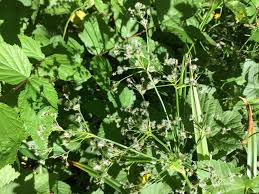 Attēlu rezultāti vaicājumam “Scirpus sylvaticus”