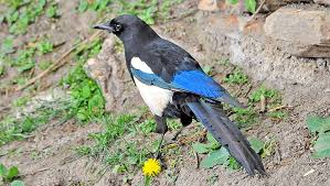 Attēlu rezultāti vaicājumam “Pica pica”