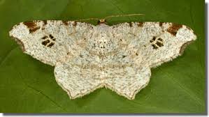 Attēlu rezultāti vaicājumam “Macaria notata”