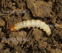 Attēlu rezultāti vaicājumam “Hepialus lupulinus”