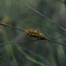 Attēlu rezultāti vaicājumam “Carex lasiocarpa”