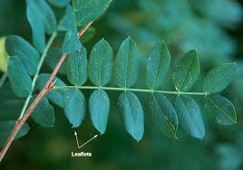 Attēlu rezultāti vaicājumam “Caragana arborescens fruit”