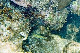 Image result for Halichoeres radiatus