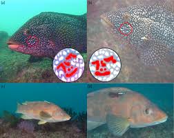 Image result for Labrus bergylta