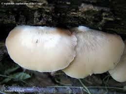 Attēlu rezultāti vaicājumam “Crepidotus applanatus”