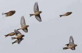 Image result for twite photo