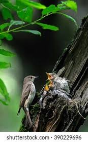 Attēlu rezultāti vaicājumam “Muscicapa striata nest”