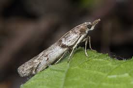 Attēlu rezultāti vaicājumam “Zophodia grossulariella”