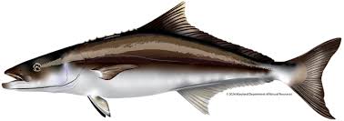 Image result for Rachycentron canadum