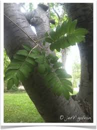 Attēlu rezultāti vaicājumam “Sorbus aucuparia leaf”