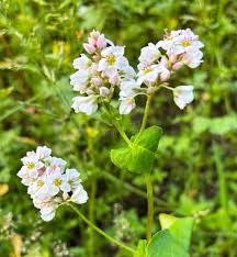 Attēlu rezultāti vaicājumam “Fagopyrum esculentum flower”