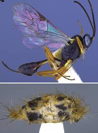 Attēlu rezultāti vaicājumam “Gynaephora selenitica larva”