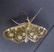 Attēlu rezultāti vaicājumam “Anania coronata”