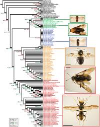 Attēlu rezultāti vaicājumam “Cimbicidae”