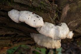 Attēlu rezultāti vaicājumam “Trametes suaveolens”