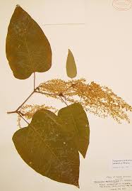 Attēlu rezultāti vaicājumam “Reynoutria sachalinensis leaf”