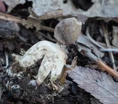 Attēlu rezultāti vaicājumam “Geastrum minimum”