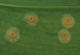 Attēlu rezultāti vaicājumam “Puccinia sessilis”