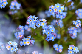 Attēlu rezultāti vaicājumam “Myosotis sylvatica flower”