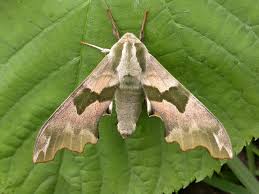 Attēlu rezultāti vaicājumam “Mimas tiliae”