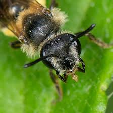 Attēlu rezultāti vaicājumam “Andrena”