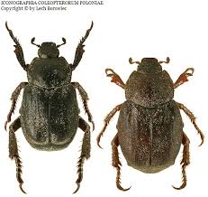 Attēlu rezultāti vaicājumam “Hoplia parvula”