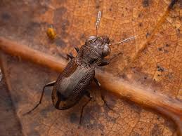 Attēlu rezultāti vaicājumam “Notiophilus biguttatus”