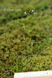 Attēlu rezultāti vaicājumam “Stellaria longifolia flower”