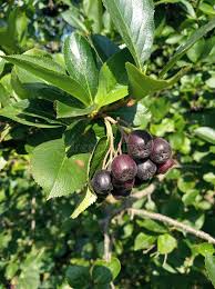 Attēlu rezultāti vaicājumam “Aronia melanocarpa bud”