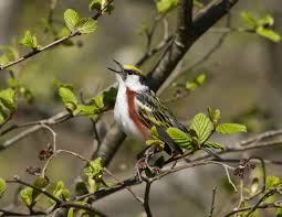 Image result for Dendroica pensylvanica