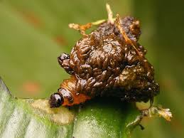 Attēlu rezultāti vaicājumam “Lilioceris lilii”