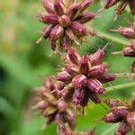 Attēlu rezultāti vaicājumam “Oenanthe aquatica fruit”