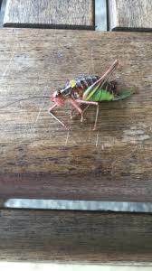 Attēlu rezultāti vaicājumam “Diderma tigrinum young”