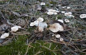 Attēlu rezultāti vaicājumam “Phellodon tomentosus”