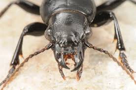 Attēlu rezultāti vaicājumam “Broscus cephalotes”