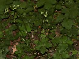 Attēlu rezultāti vaicājumam “Sanicula europaea”