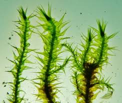 Attēlu rezultāti vaicājumam “Campylium stellatum”