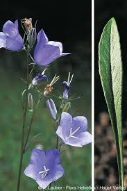 Attēlu rezultāti vaicājumam “Campanula persicifolia”