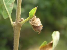 Attēlu rezultāti vaicājumam “Attelabus nitens”