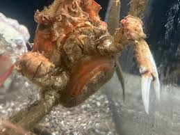 Image result for Hyas coarctatus