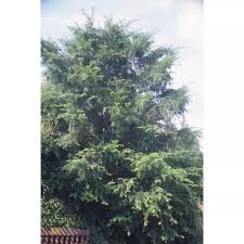 Attēlu rezultāti vaicājumam “Taxus wallichiana”