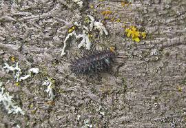 Attēlu rezultāti vaicājumam “Chilocorus renipustulatus”