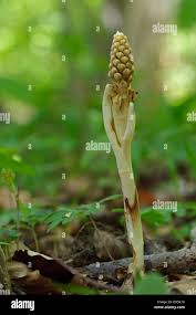 Attēlu rezultāti vaicājumam “Neottia nidus-avis bud”