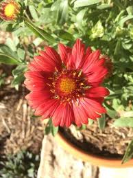 Image result for Gaillardia amblyodon